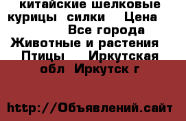 китайские шелковые курицы (силки) › Цена ­ 2 500 - Все города Животные и растения » Птицы   . Иркутская обл.,Иркутск г.